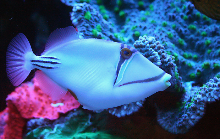 1568341-e1db7cafc3ecddb8_1_