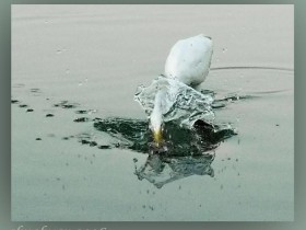 صور من ابداع اعضاء عمان فوتو