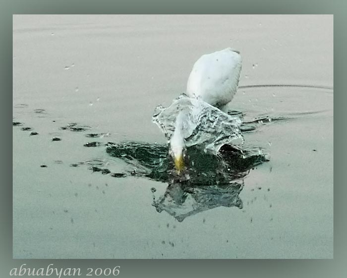 صور من ابداع اعضاء عمان فوتو