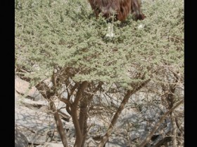 صور من ابداع اعضاء عمان فوتو