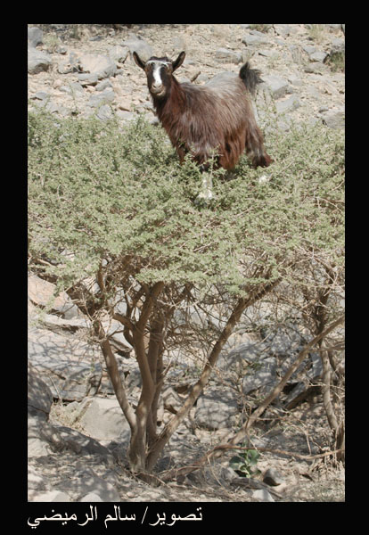 صور من ابداع اعضاء عمان فوتو