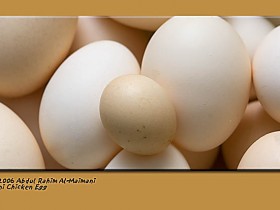 صور من ابداع اعضاء عمان فوتو
