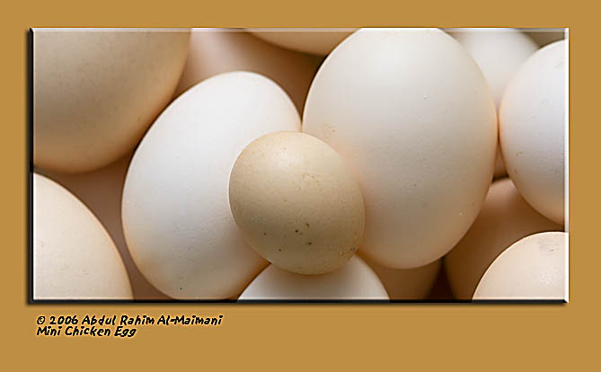 صور من ابداع اعضاء عمان فوتو