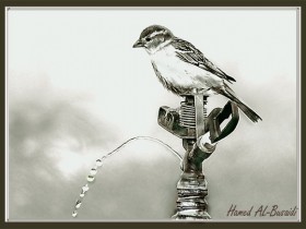 صور من ابداع اعضاء عمان فوتو
