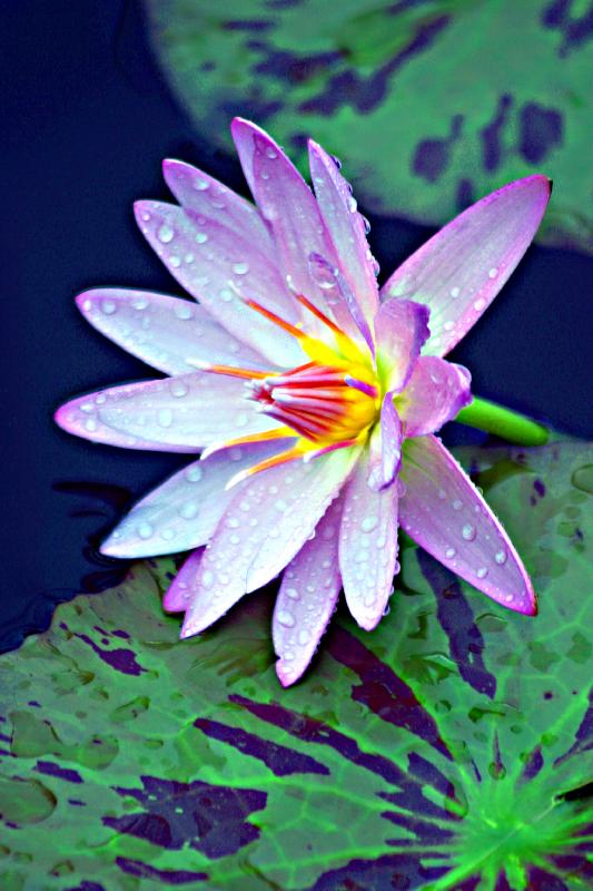 زهرة