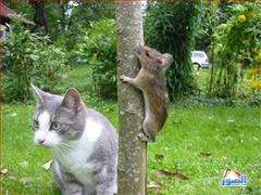 thumb_funny-animals-2213200814532_1_