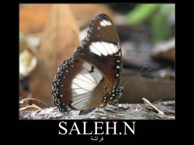 صور من ابداع اعضاء عمان فوتو