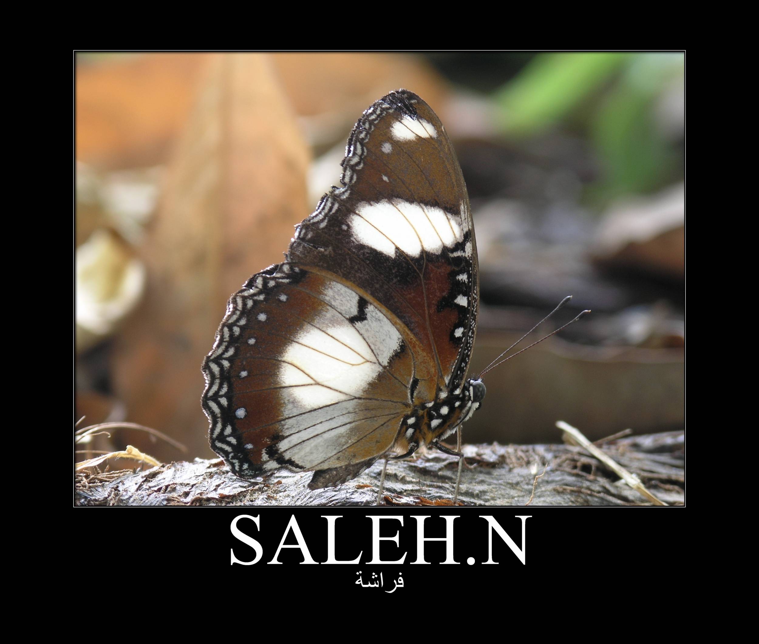 صور من ابداع اعضاء عمان فوتو