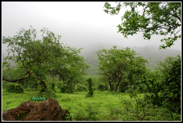 صور من ابداع اعضاء عمان فوتو