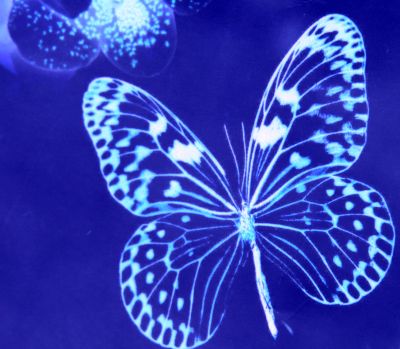 papillon blue