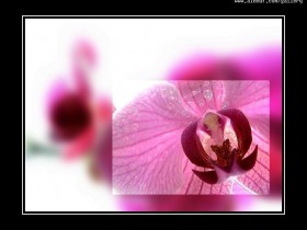 nice_pic_design_photo_75_1_