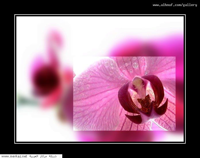 nice_pic_design_photo_75_1_