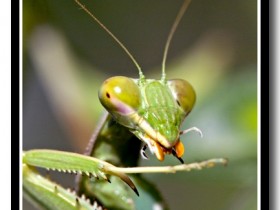 صور من ابداع اعضاء عمان فوتو
