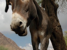 صور من ابداع اعضاء عمان فوتو