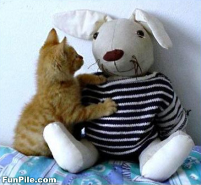 cats