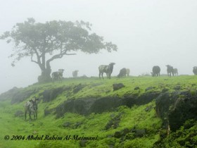 صور من ابداع اعضاء عمان فوتو