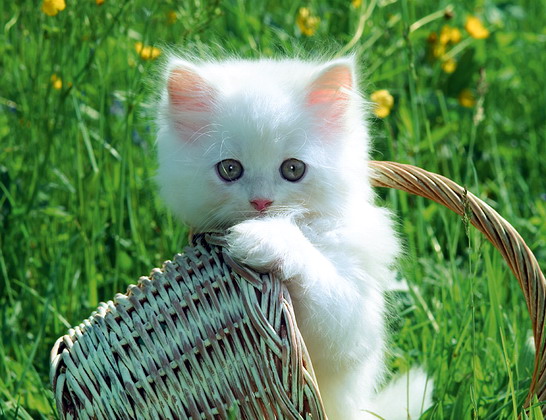 cat saidaonline