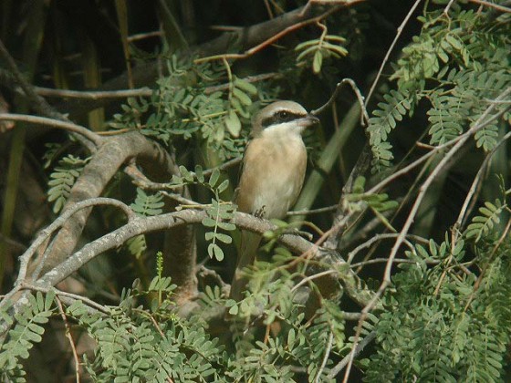 عصفور بين الاغصان