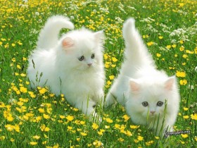 pre_en_cats_large