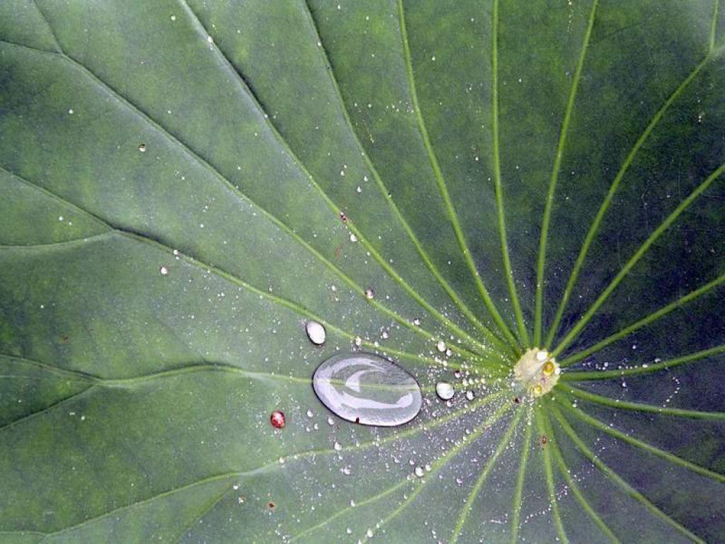 981