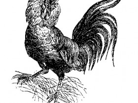 CHICKEN4_1_