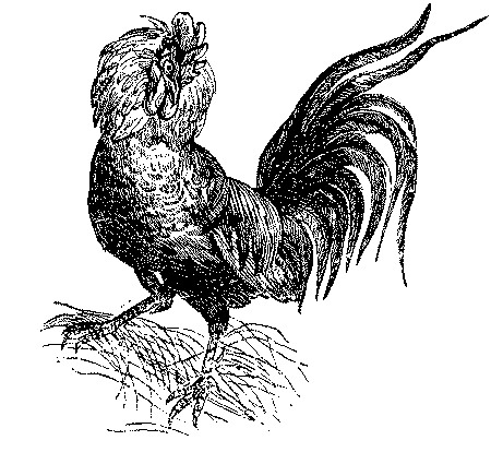 CHICKEN4_1_