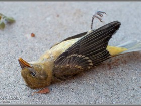صور منوعة من الإنترنت