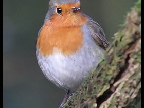 صور منوعة من الإنترنت