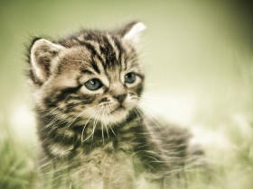 Le_petit_chaton_de_base_by_Sblourg