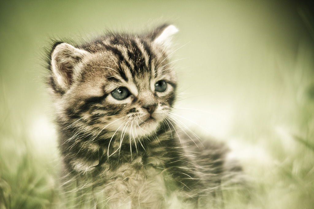 Le_petit_chaton_de_base_by_Sblourg
