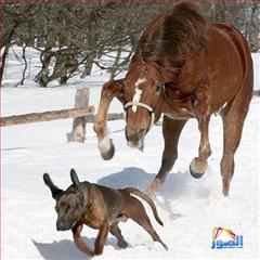 thumb_funny-animals-4213200814545_1_