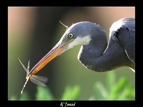 صور من ابداع اعضاء عمان فوتو