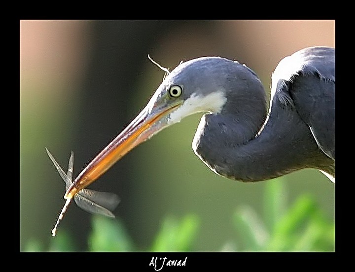 صور من ابداع اعضاء عمان فوتو