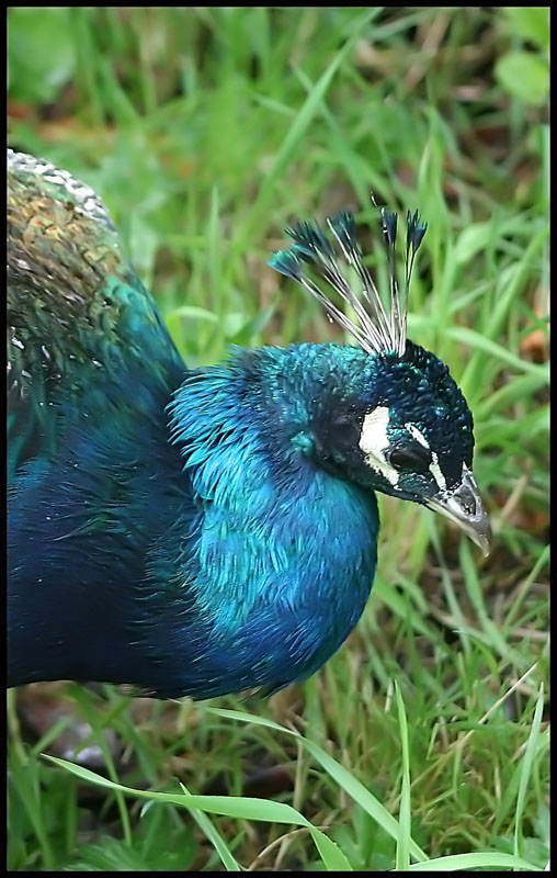 صور منوعة من الإنترنت
