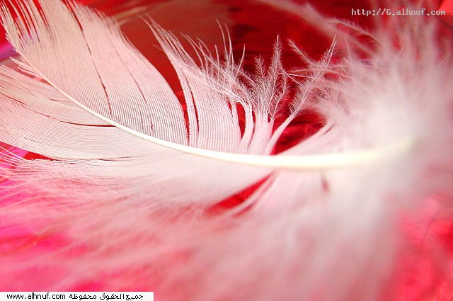 nice_pic_design_photo_3_1_