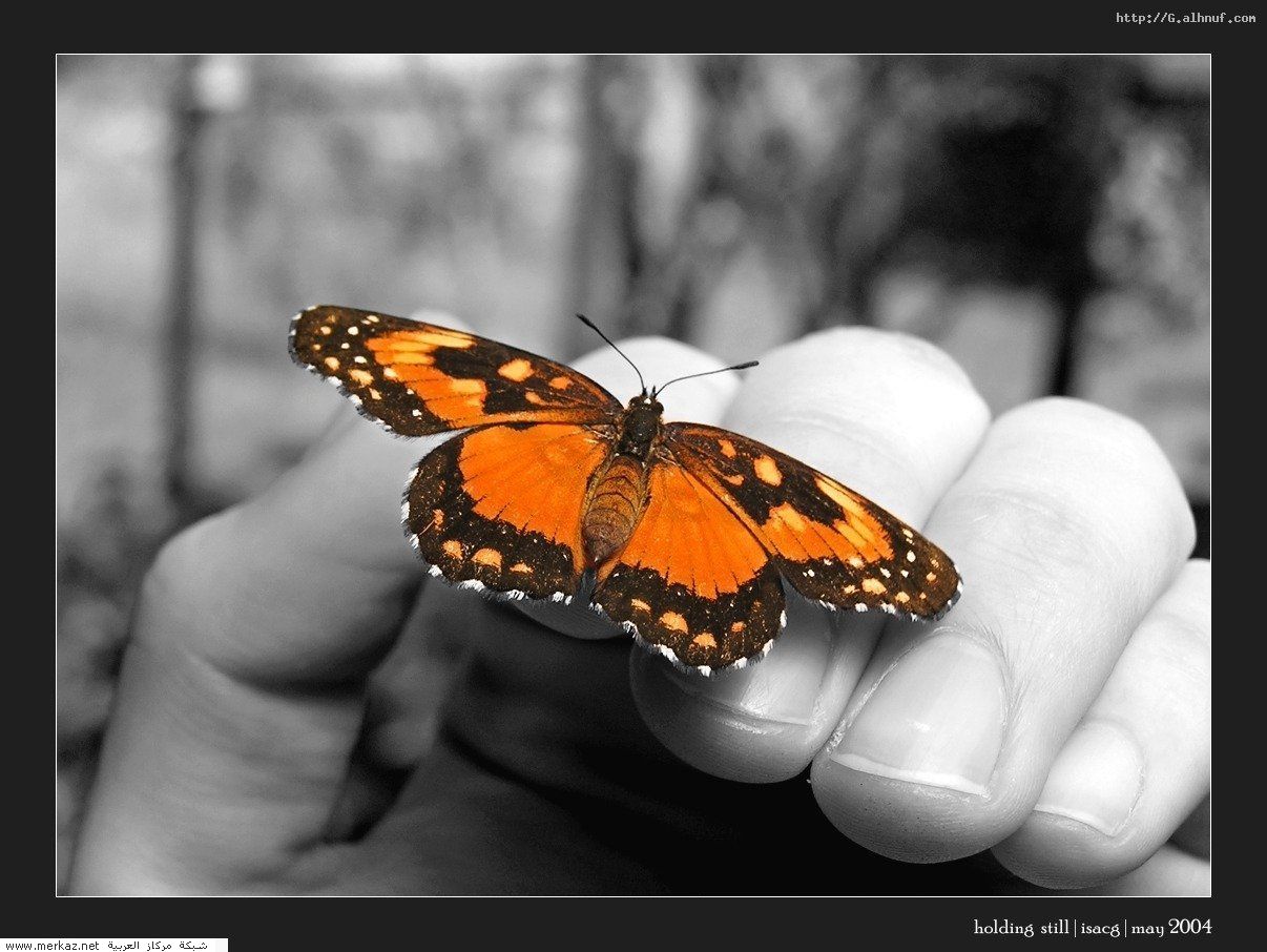 nice_pic_design_photo_14_1_