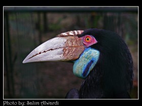صور من ابداع اعضاء عمان فوتو