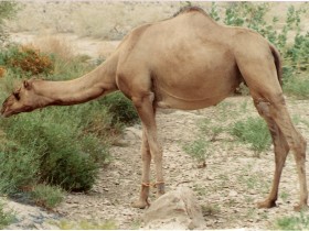 صور من ابداع اعضاء عمان فوتو