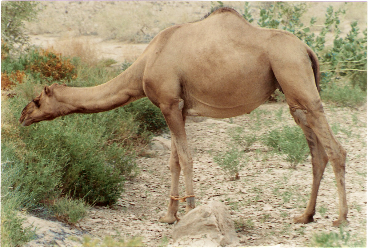 صور من ابداع اعضاء عمان فوتو