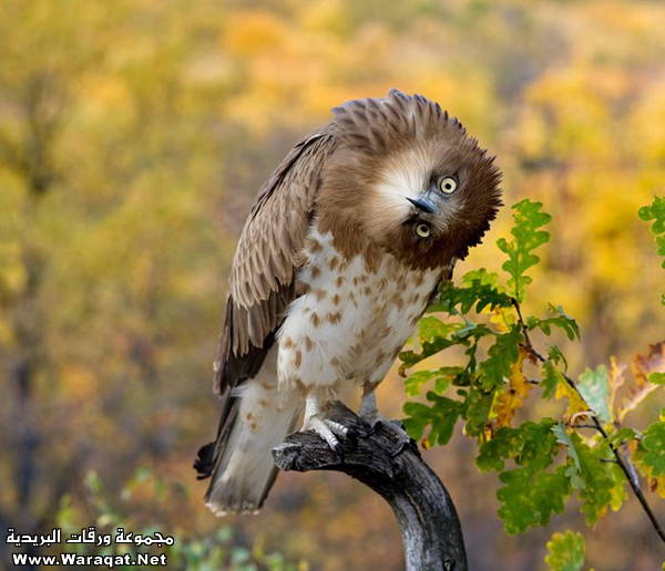 animals_4_1_