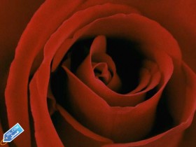 flower392_3SL-com_1_