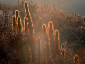 2046037932_ff3e3c8ca3_1_