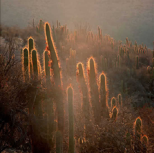 2046037932_ff3e3c8ca3_1_