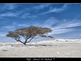 صور من ابداع اعضاء عمان فوتو