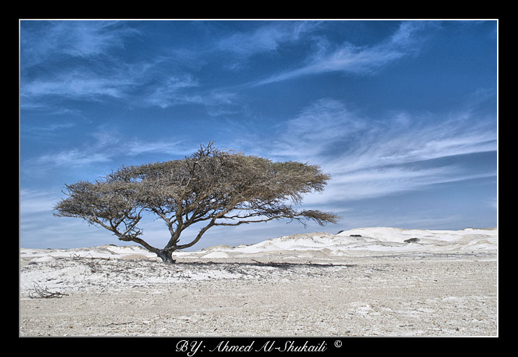 صور من ابداع اعضاء عمان فوتو