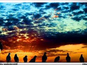 صور من ابداع اعضاء عمان فوتو