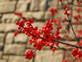 nature_by_McSnazzaer