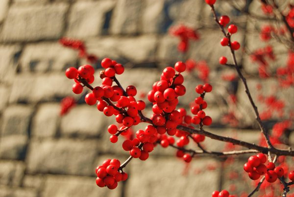 nature_by_McSnazzaer