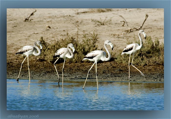 صور من ابداع اعضاء عمان فوتو