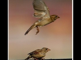 صور من ابداع اعضاء عمان فوتو